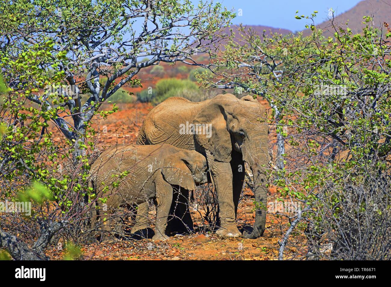 Deserto di elefante, deserto-abitazione Elefanti Elefante africano (Loxodonta africana africana), vitello e madre tra alberi, Namibia, Damaraland Foto Stock