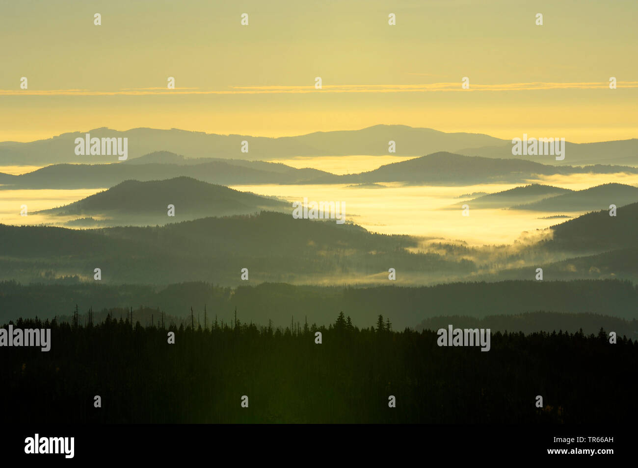 Vista da Lusen per monti e valli nella nebbia di mattina al sorgere del sole, in Germania, in Baviera, il Parco Nazionale della Foresta Bavarese Foto Stock