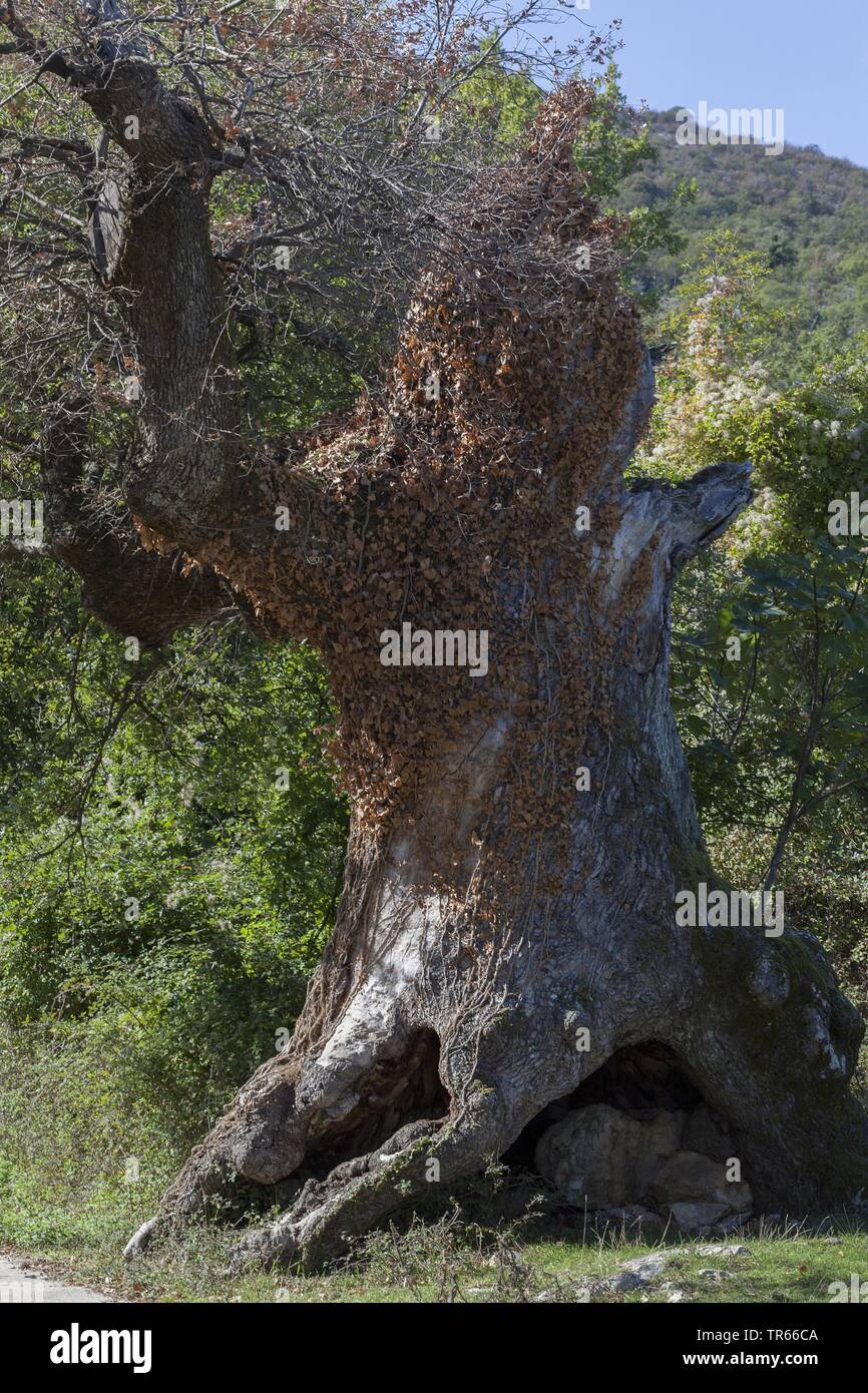 Il bosco di roverella (Quercus pubescens), la vecchia quercia di Sv. Petar, Croazia, Cres Foto Stock