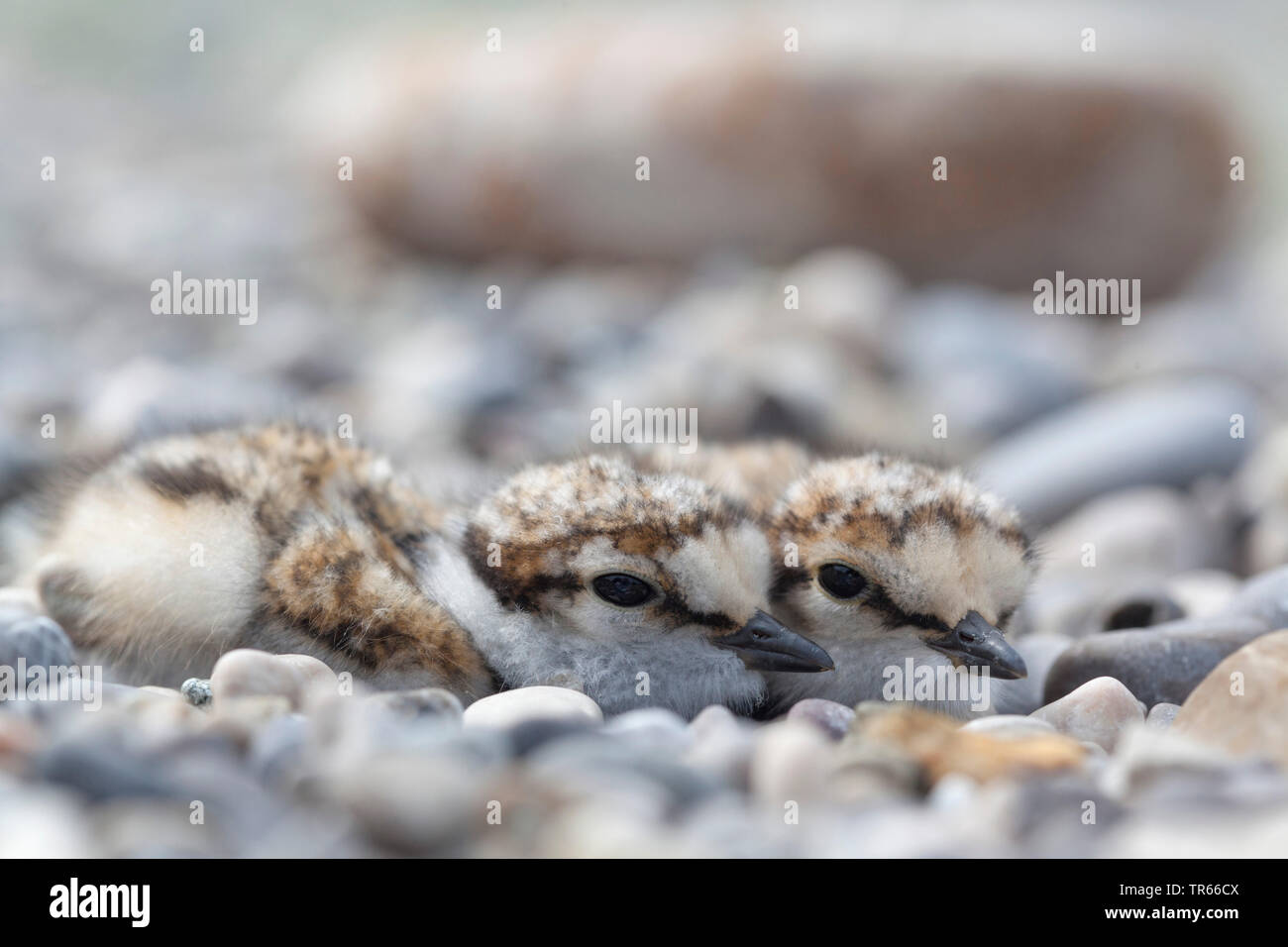 Poco inanellato plover (Charadrius dubius), chiks nel nido sul terreno, Germania Foto Stock