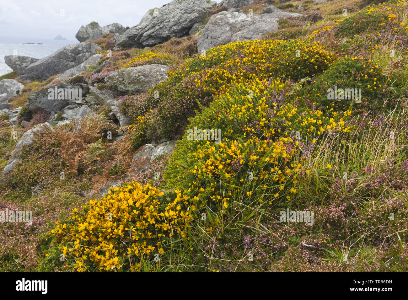 Gorse, furze, golden gorse (Ulex Europaeus), fioriture sulla costa, l'Irlanda, l'anello di Kerry, la penisola di Dingle Foto Stock