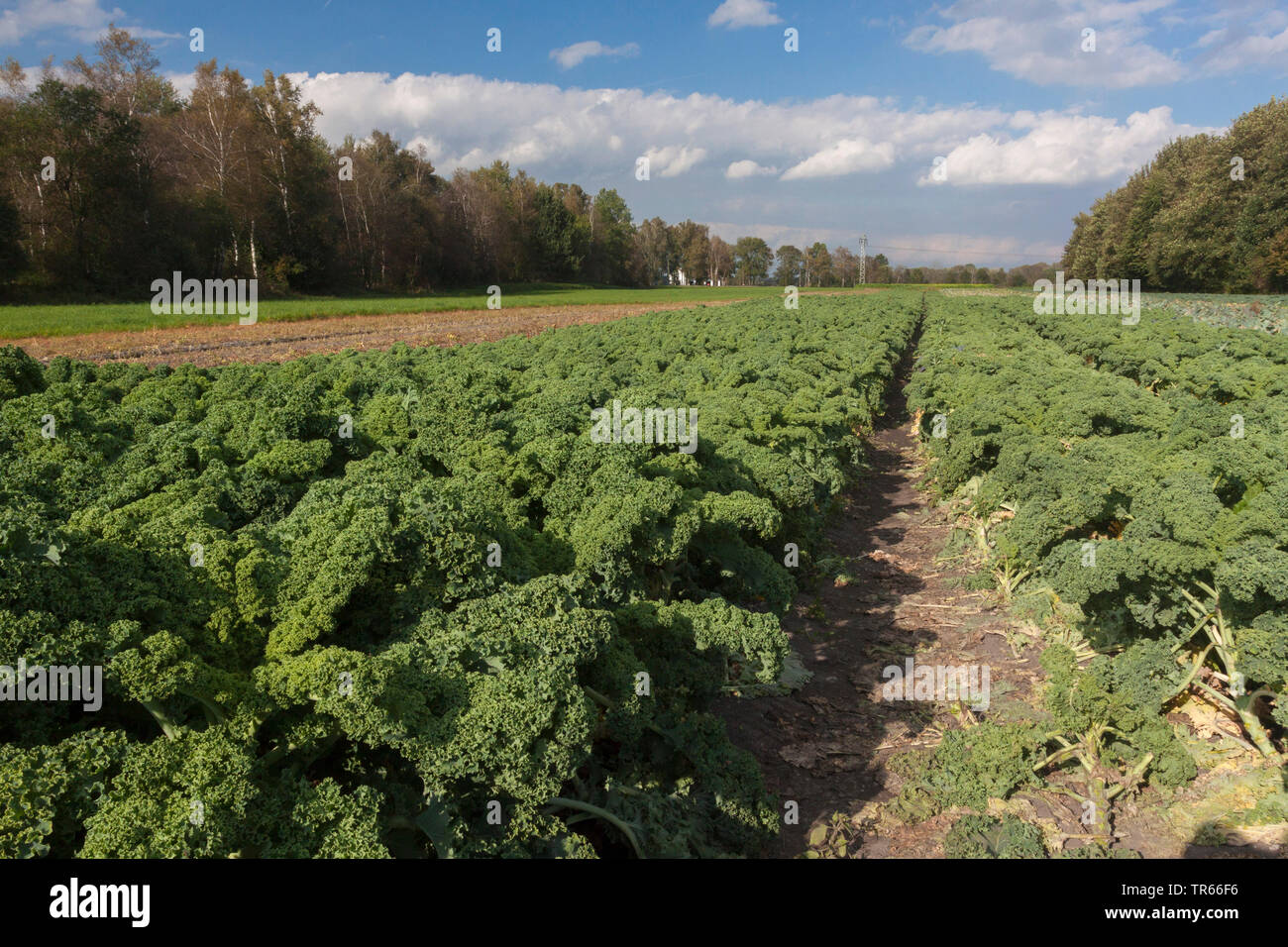 Cavolo riccio, borecole (Brassica oleracea var. sabellica, Brassica oleracea convar. acephala var. sabellica), campo con borecole, in Germania, in Baviera Foto Stock