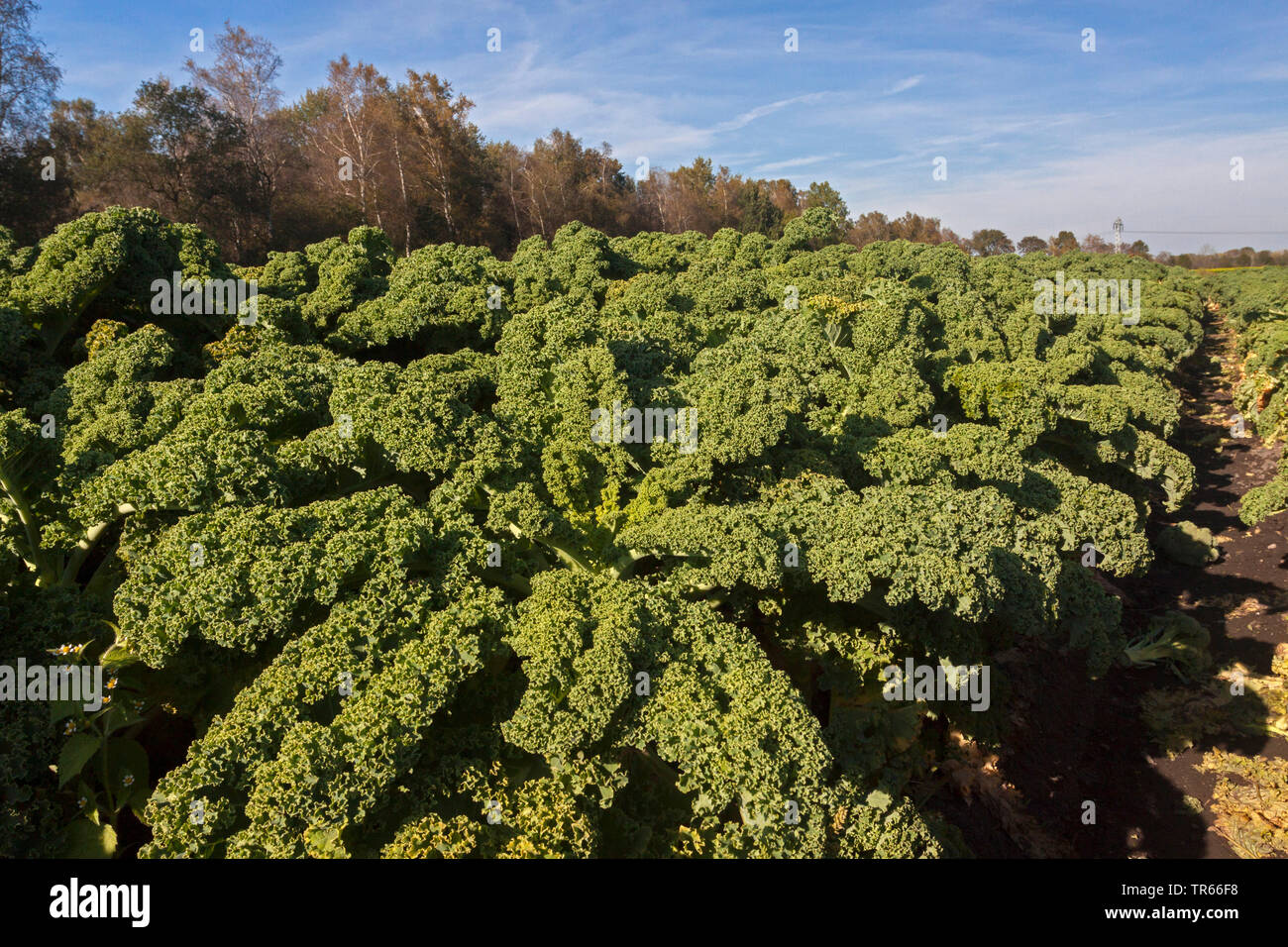 Cavolo riccio, borecole (Brassica oleracea var. sabellica, Brassica oleracea convar. acephala var. sabellica), campo con borecole, in Germania, in Baviera Foto Stock