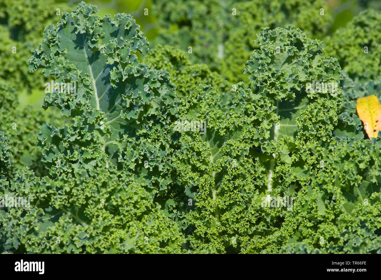 Cavolo riccio, borecole (Brassica oleracea var. sabellica, Brassica oleracea convar. acephala var. sabellica), campo con borecole, cultiavr Winterbor, in Germania, in Baviera Foto Stock
