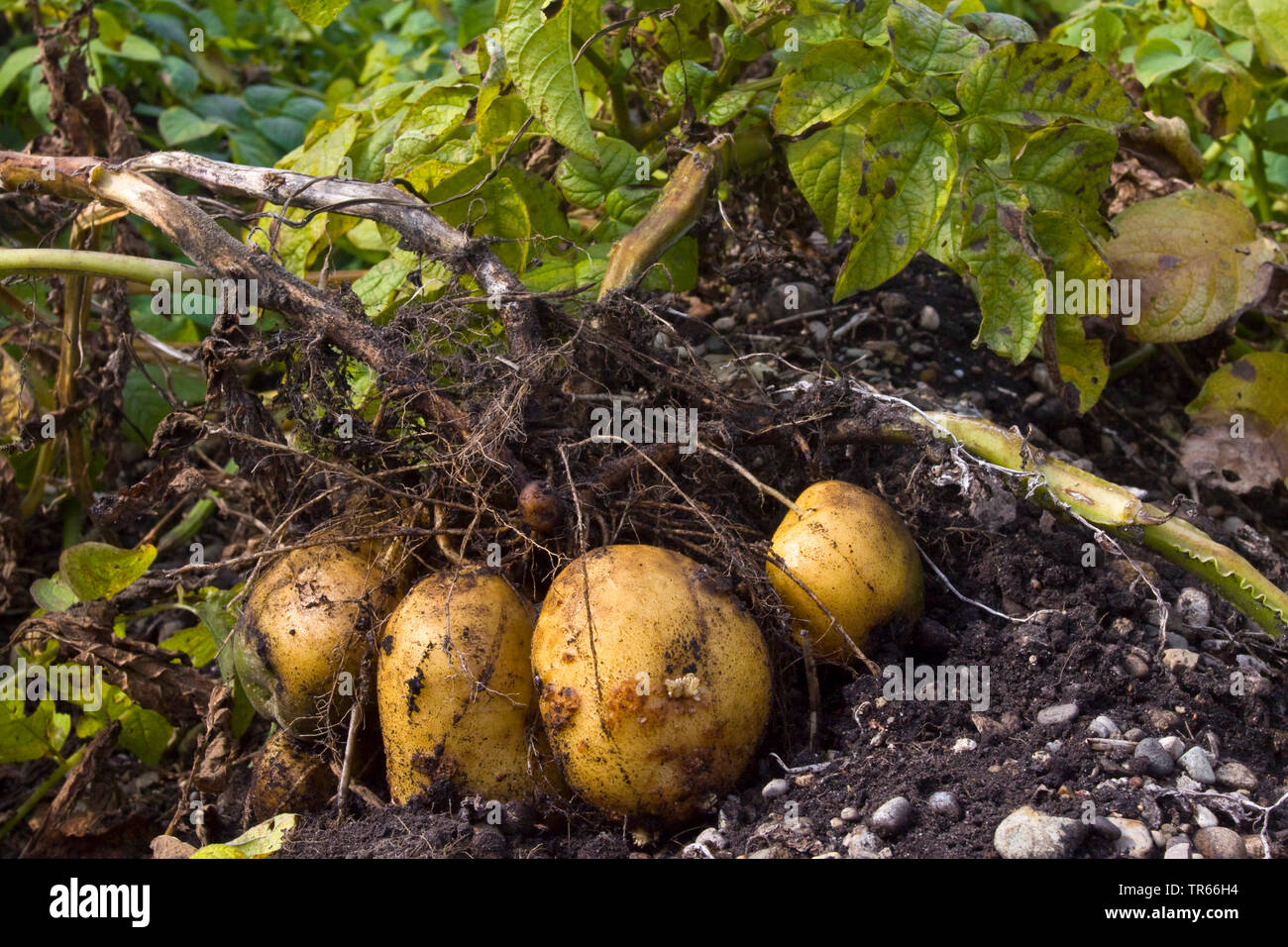 Patata (solanum tuberosum), patate su un campo, in Germania, in Baviera Foto Stock