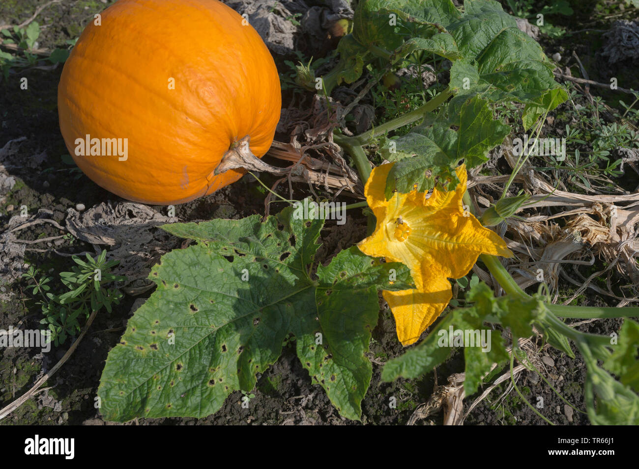 Winter squash (Cucurbita maxima), squash un fiore su un campo, in Germania, in Baviera Foto Stock