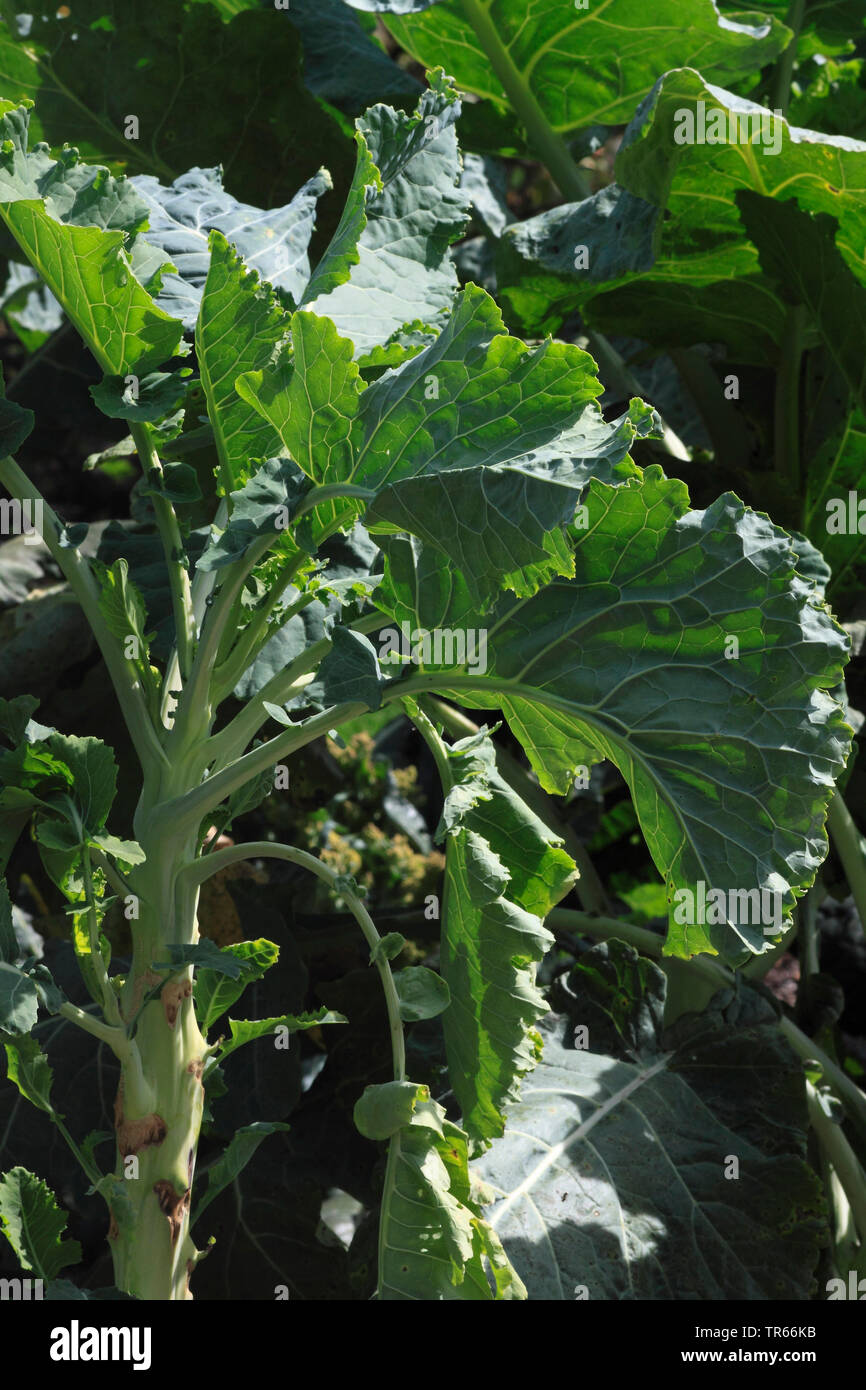 Di midollo osseo-stelo kale (Brassica medullosa, Brassica oleracea var. medullosa, Brassica oleracea convar. acephala var. medullosa), onb un campo, Germania Foto Stock