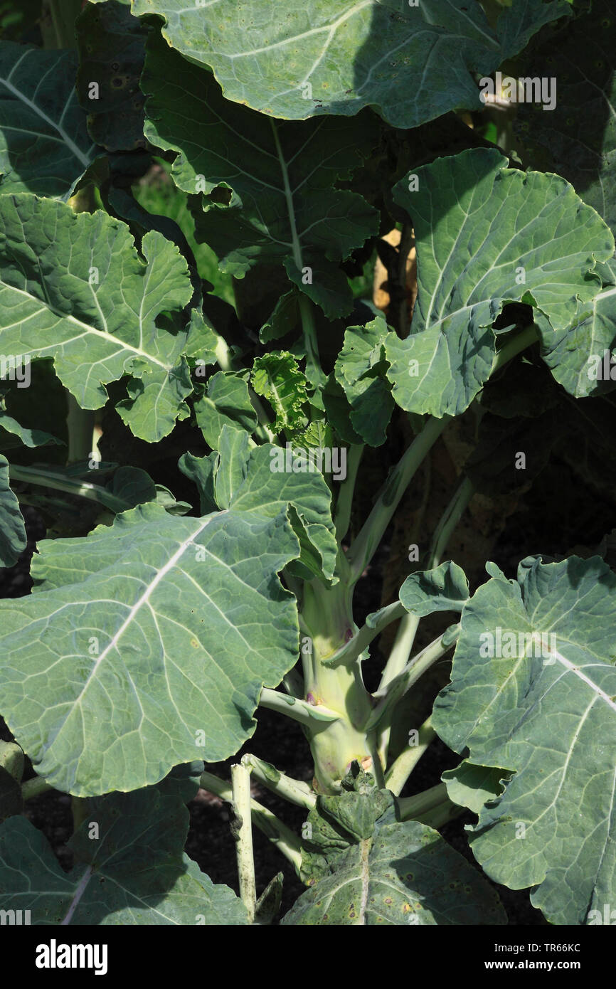 Di midollo osseo-stelo kale (Brassica medullosa, Brassica oleracea var. medullosa, Brassica oleracea convar. acephala var. medullosa), onb un campo, Germania Foto Stock