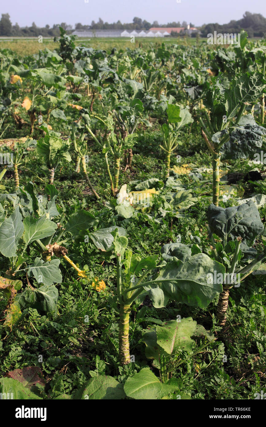 Di midollo osseo-stelo kale (Brassica medullosa, Brassica oleracea var. medullosa, Brassica oleracea convar. acephala var. medullosa), onb un campo, Germania Foto Stock