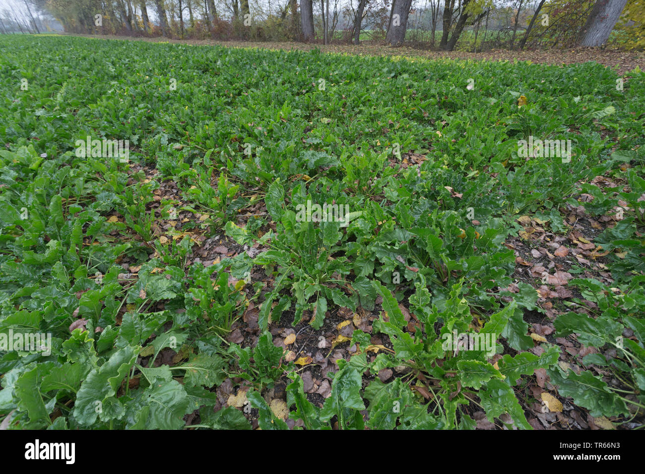 La barbabietola da zucchero e di barbabietola da zucchero, barbabietole, radice di barbabietola da zucchero root (Beta vulgaris var. altissima), barbabietole da campo, in Germania, in Baviera Foto Stock