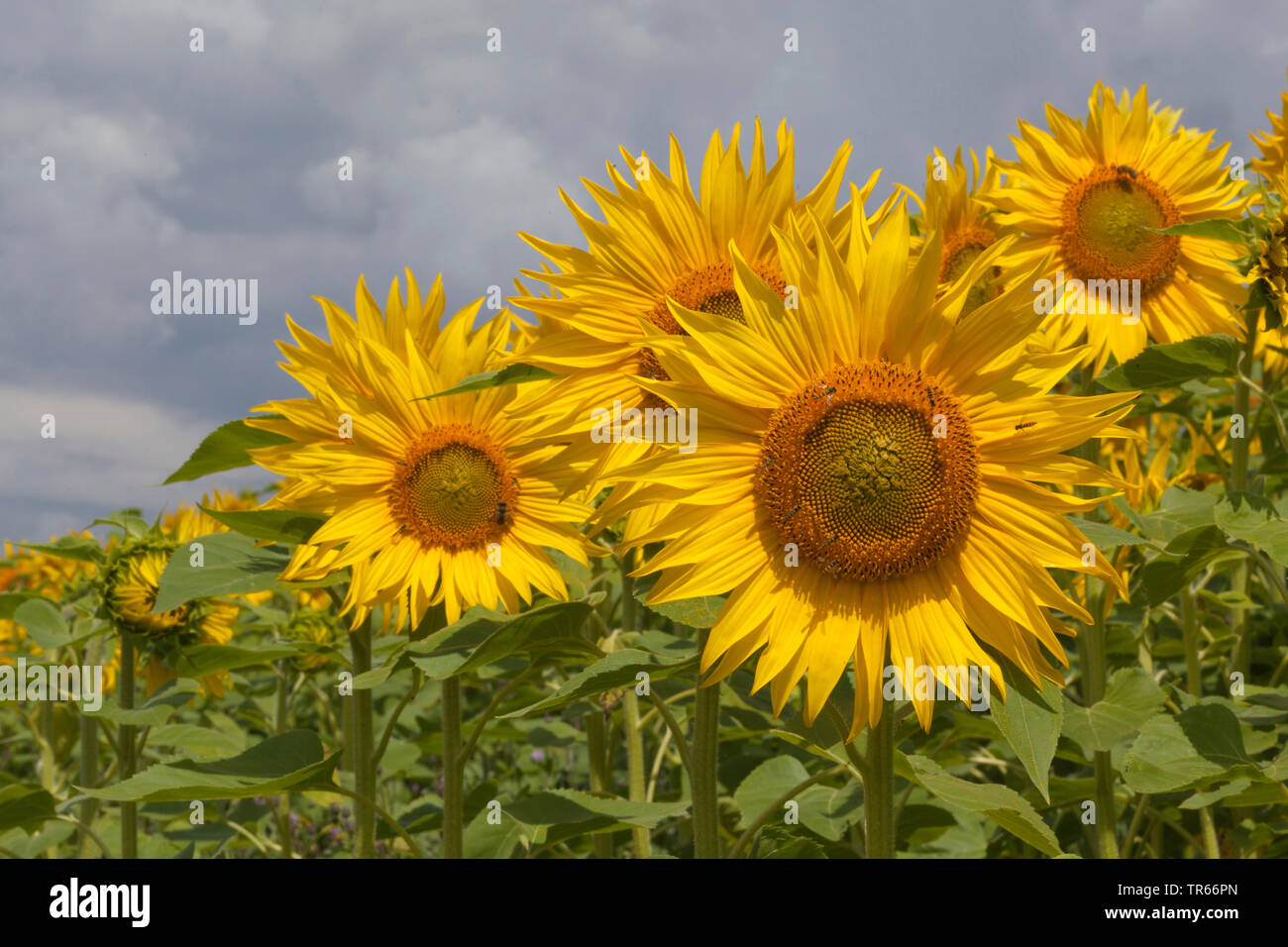 Comune di girasole (Helianthus annuus), fioritura di girasoli, Germania Foto Stock