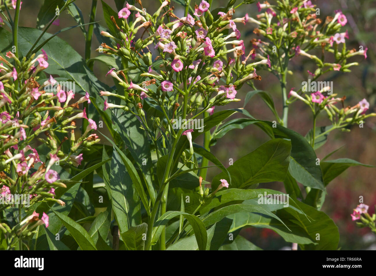 Tabacco coltivato, Comune di tabacco (Nicotiana tabacum), la fioritura delle piante di tabacco, Germania Foto Stock