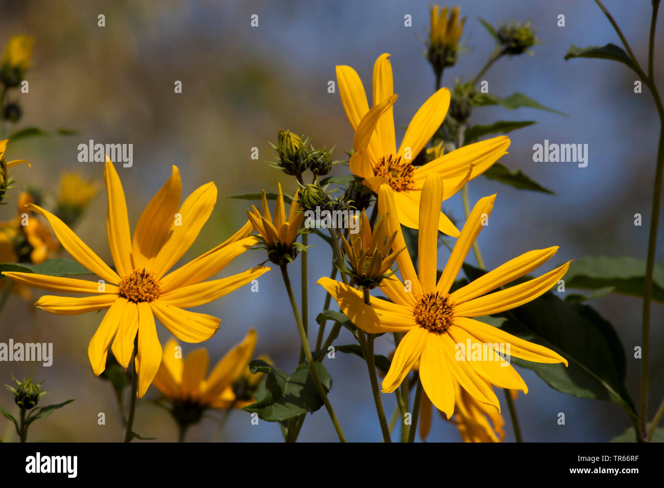 Carciofo di Gerusalemme, topinambur, Sunroot, Sunchoke, Terra apple, topinambour (Helianthus tuberosus), fioritura, Germania Foto Stock