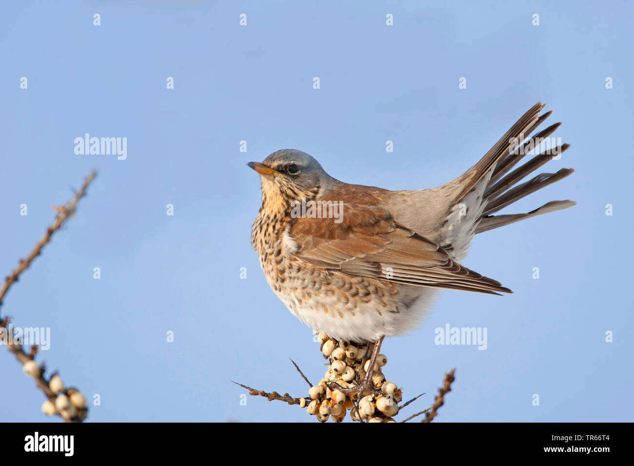 Allodole Cesene Beccacce (Turdus pilaris), seduto su un mare frangola , Germania, il Land della Baviera Foto Stock