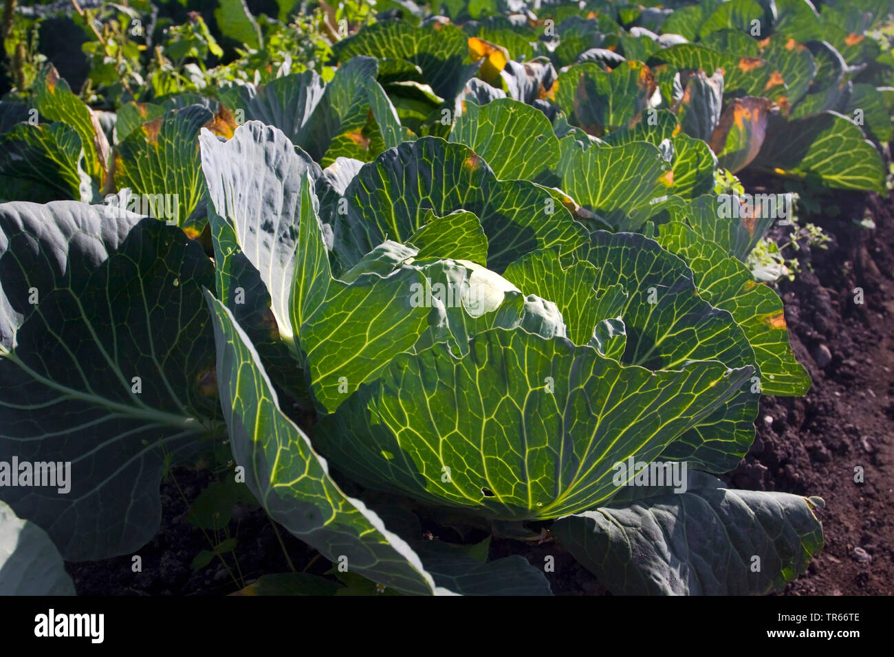 Cavolo bianco (Brassica oleracea var. capitata f. alba), cavolo bianco su un campo, Germania Foto Stock