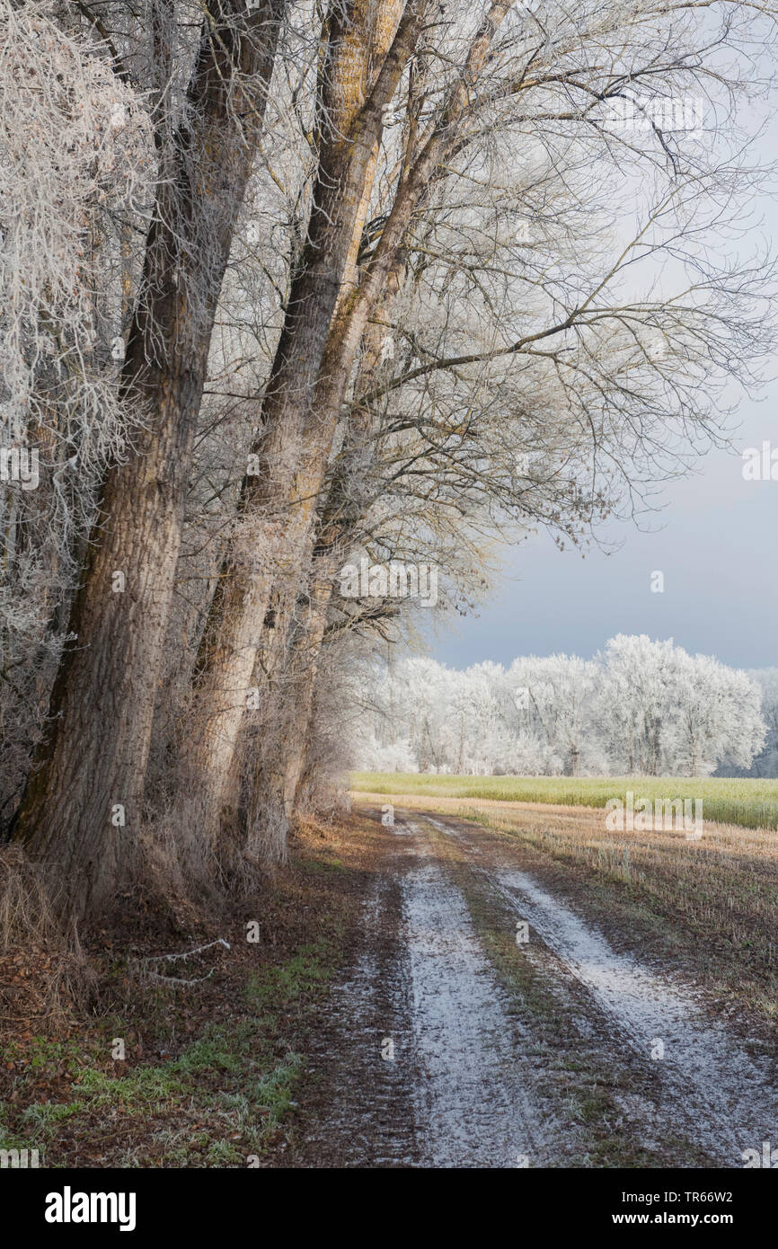 Brina sul percorso del campo, foresta di bordo campo e il paesaggio, in Germania, in Baviera Foto Stock