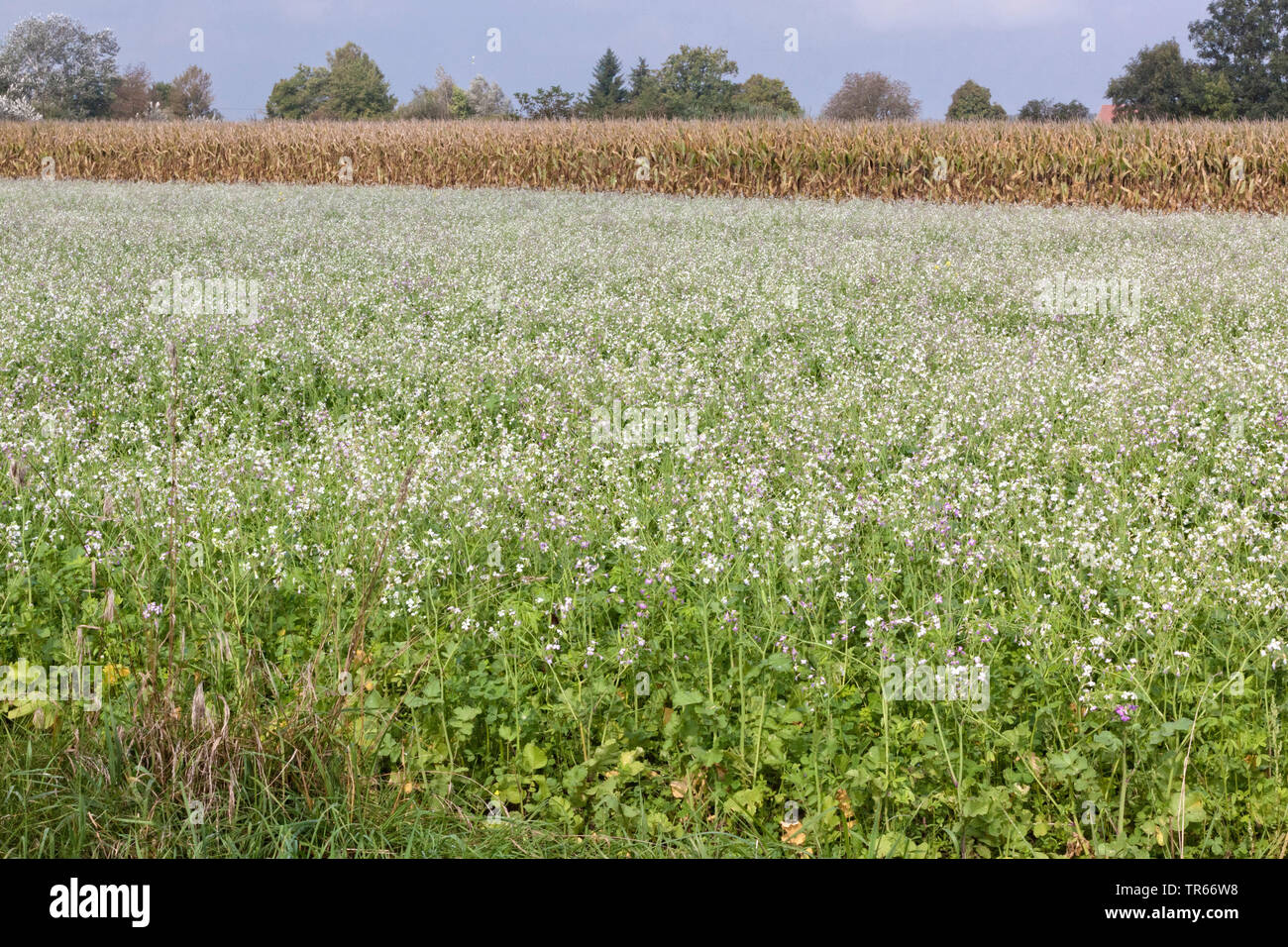 Giardino ravanello cinese, tendente al rosso di ravano da foraggio (Raphanus sativus var. oleiformis, Raphanus sativus ssp. oleiformis), campo di fioritura, in Germania, in Baviera, Alta Baviera, Baviera superiore Foto Stock