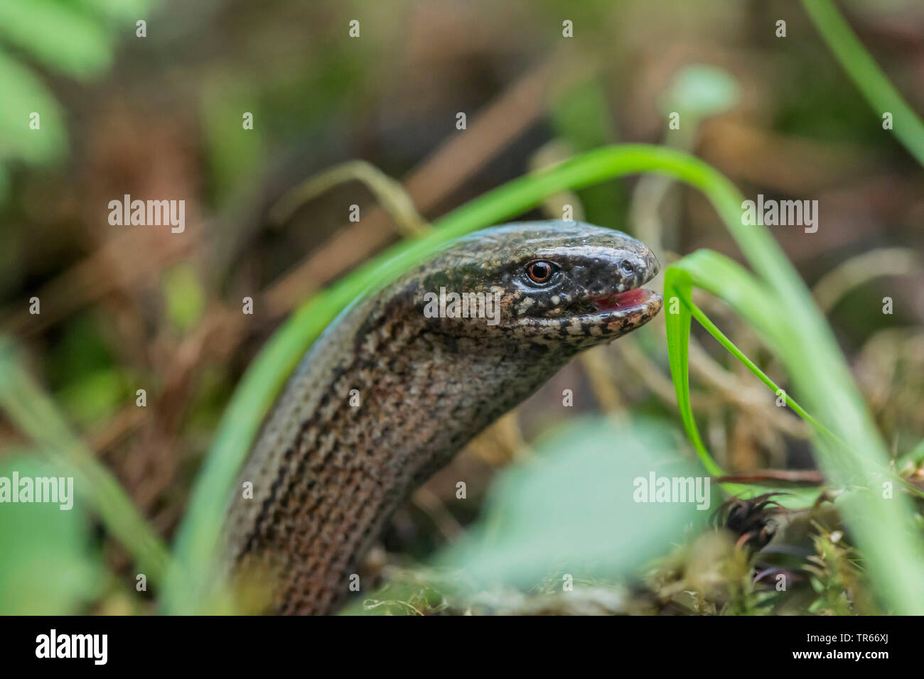 Comunità slow worm, blindworm, slow worm (Anguis fragilis), ritratto, vista laterale, in Germania, in Baviera, Niederbayern, Bassa Baviera Foto Stock