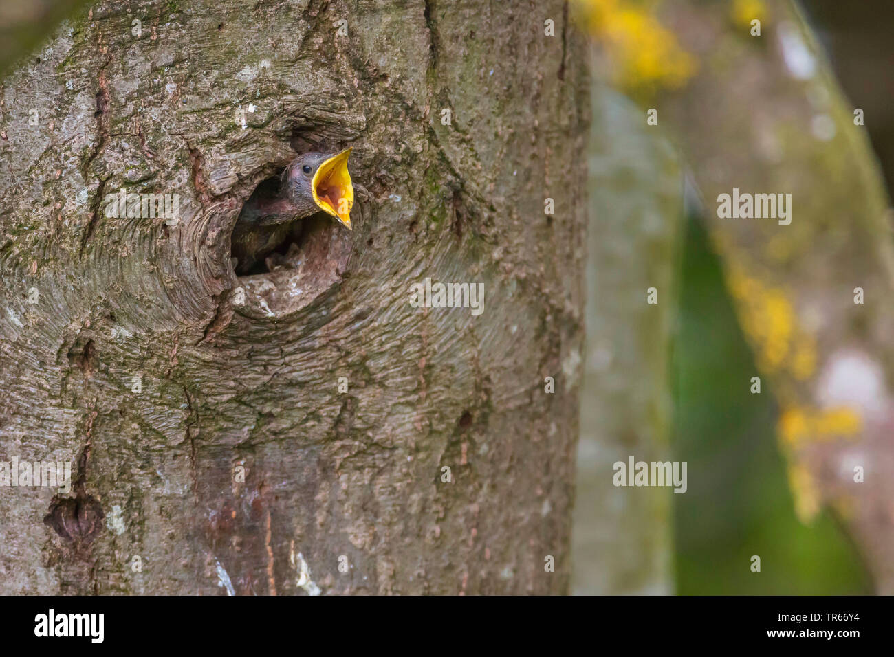 Starling comune (Sturnus vulgaris), giovane bird chiamando per i suoi genitori in un foro di nesting, in Germania, in Baviera, Niederbayern, Bassa Baviera Foto Stock