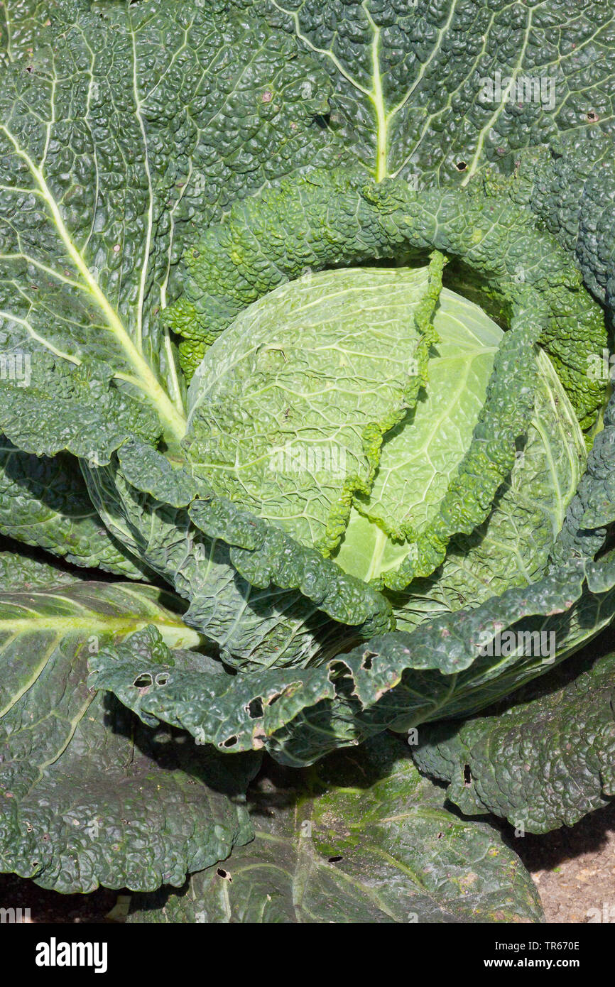 Cavolo verza (Brassica oleracea convar. capitata var. sabauda), cavolo verza, in Germania, in Baviera Foto Stock