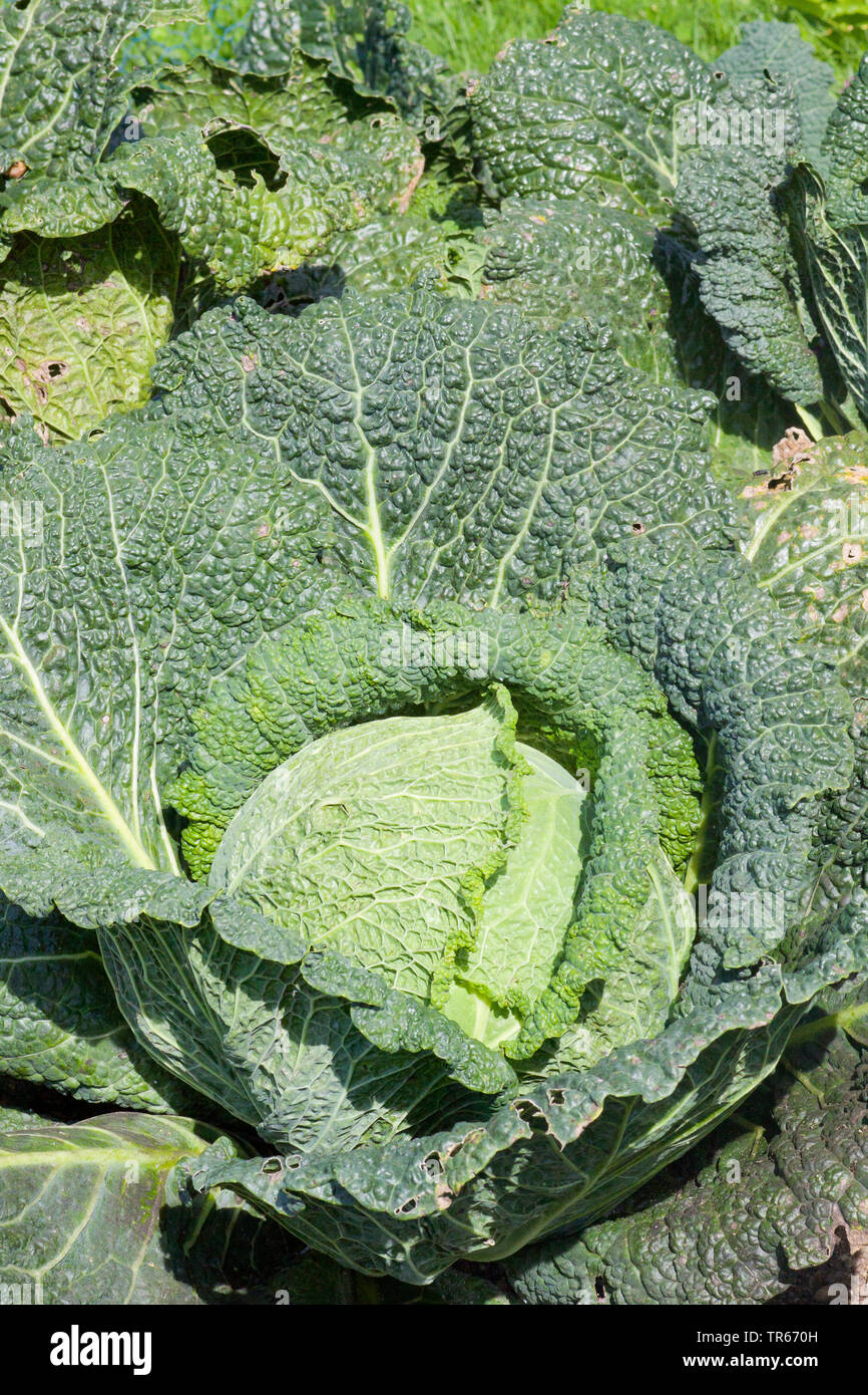 Cavolo verza (Brassica oleracea convar. capitata var. sabauda), cavolo verza, in Germania, in Baviera Foto Stock