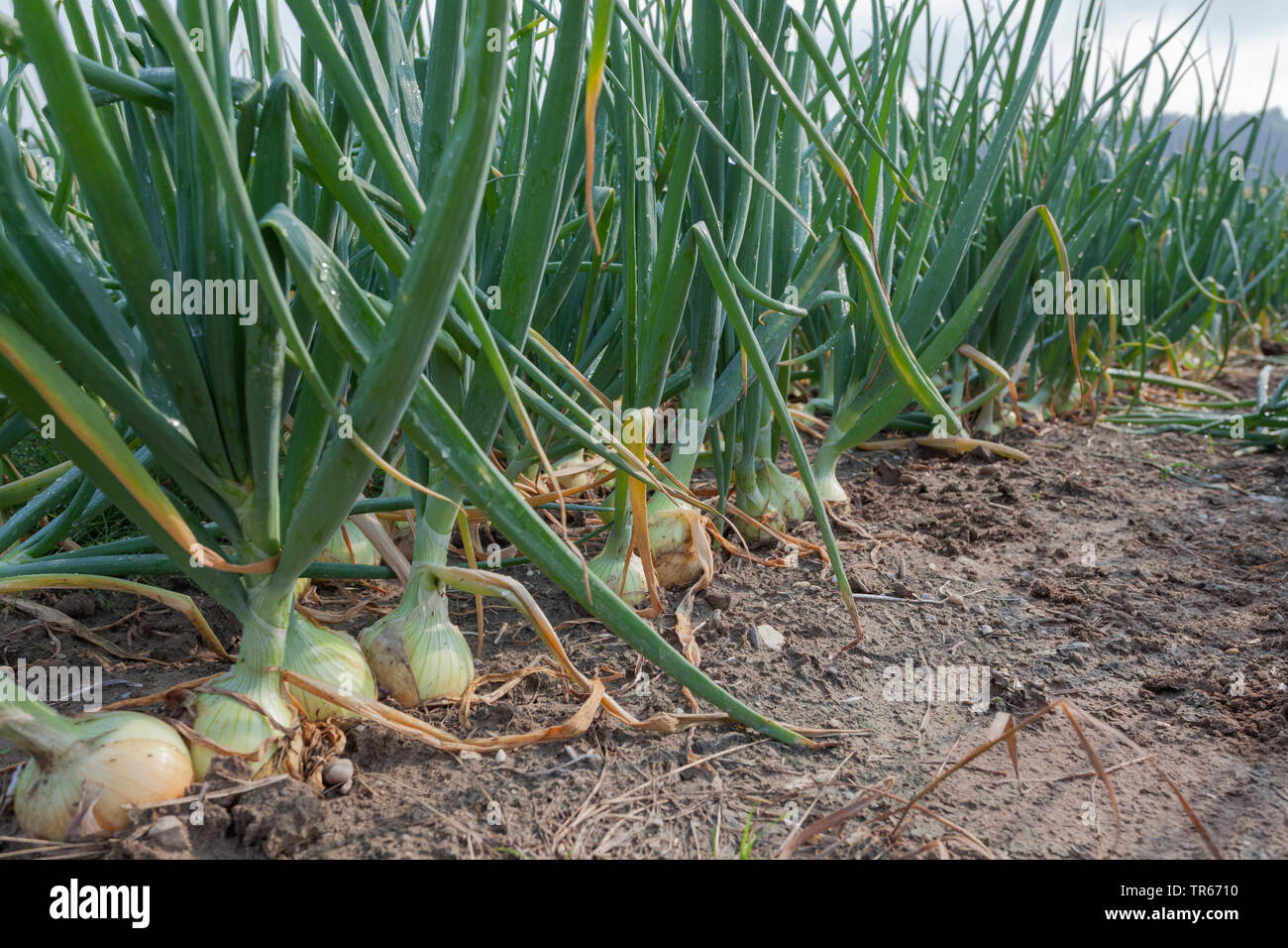 Giardino la cipolla, il bulbo di cipolla, cipolla comune (Allium cepa), campo di cipolla, in Germania, in Baviera Foto Stock