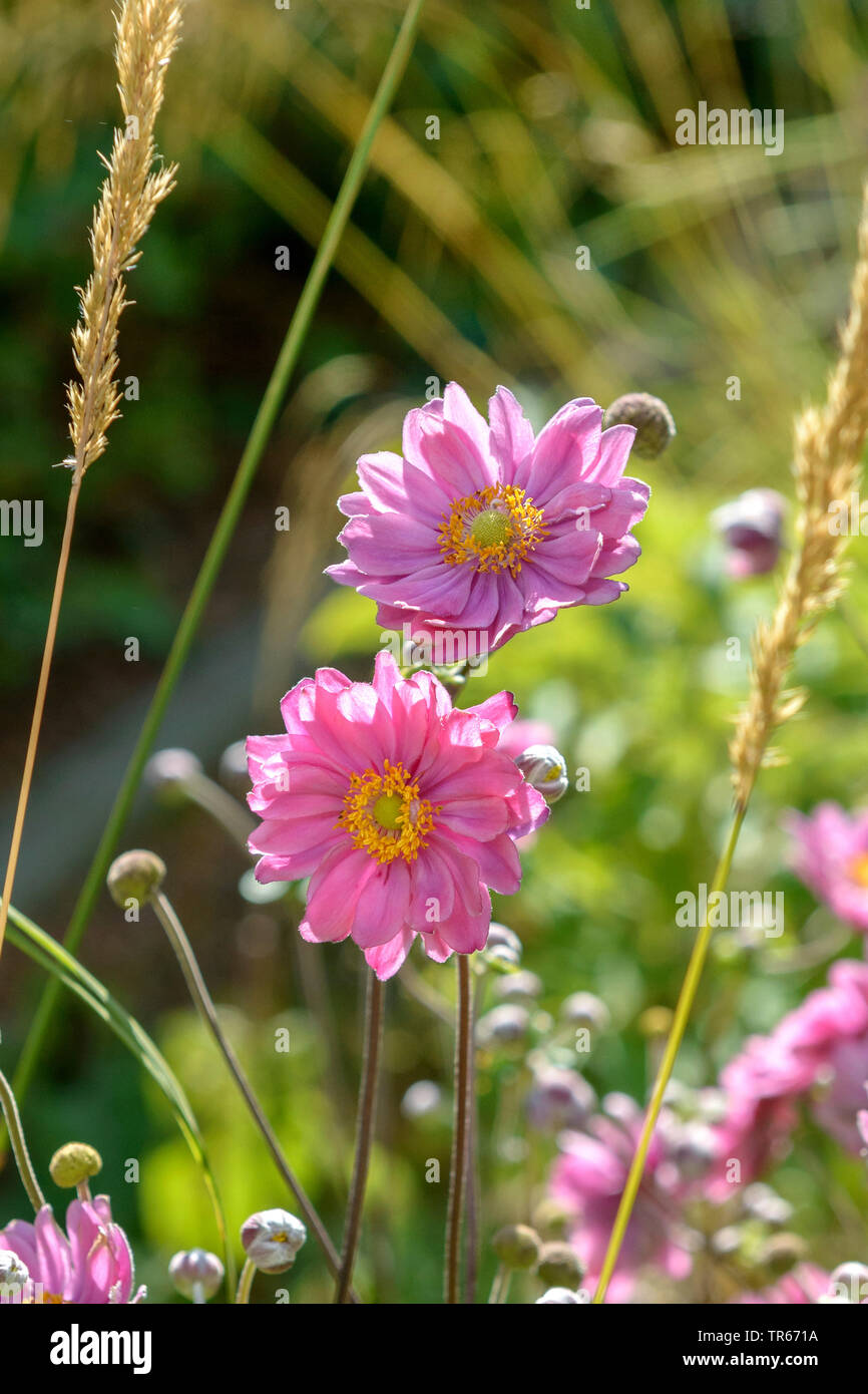 Anemone giapponese, windflower giapponese, cinese (anemone Anemone "Pamina", Anemone Pamina), cultivar Pamina Foto Stock