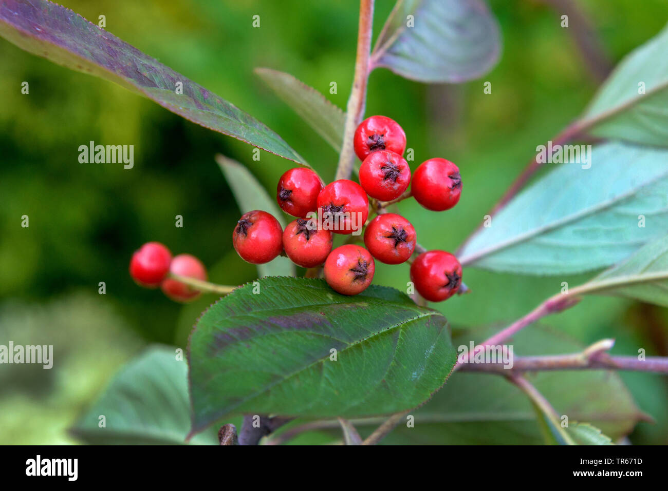 Red Chokeberry (Aronia arbutifolia "brillanti", Aronia arbutifolia brillante, bacche, cultivar brillante, Germania, Sassonia Foto Stock