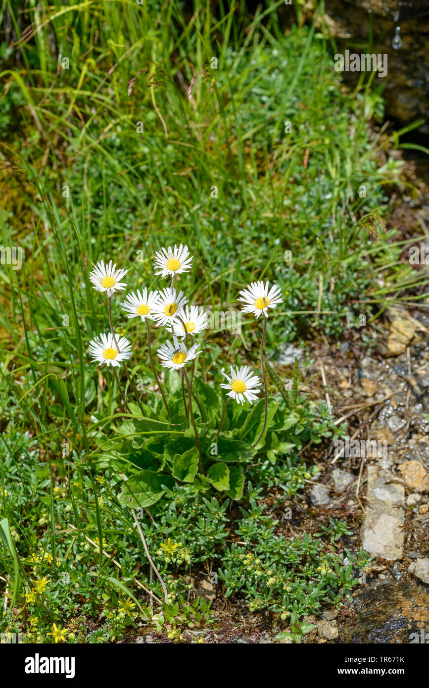 Daisy star, Daisy-stella, Daisy-star Aster (Aster bellidiastrum, Bellidiastrum michelii), fioritura, Austria, Parco Nazionale Hohe Tauern Foto Stock