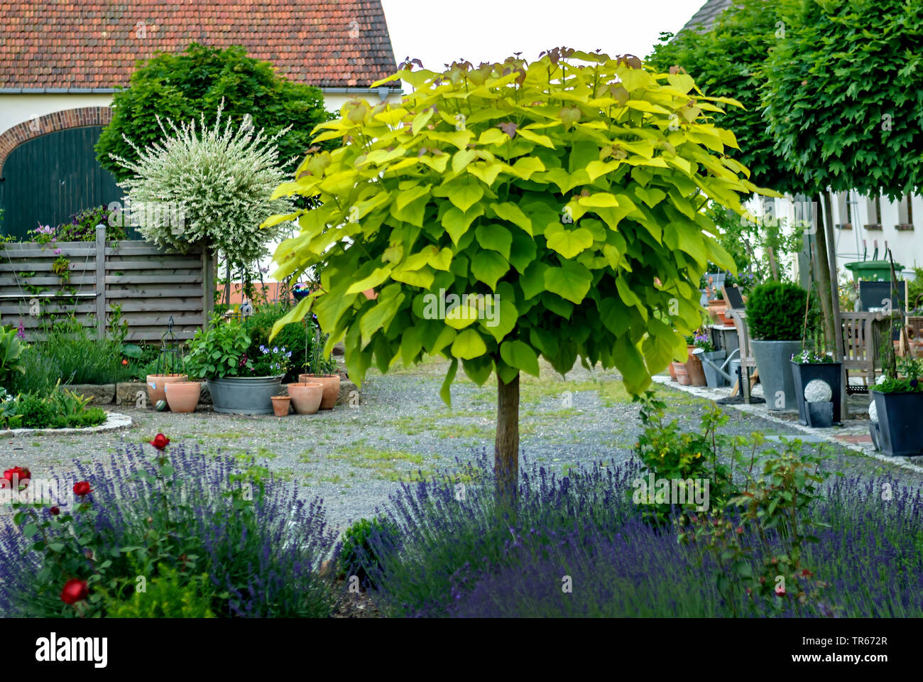 Indian Bean tree (Catalpa bignonioides 'aurea', Catalpa bignonioides Aurea), cultivar Aurea in un frontyard, Germania Foto Stock