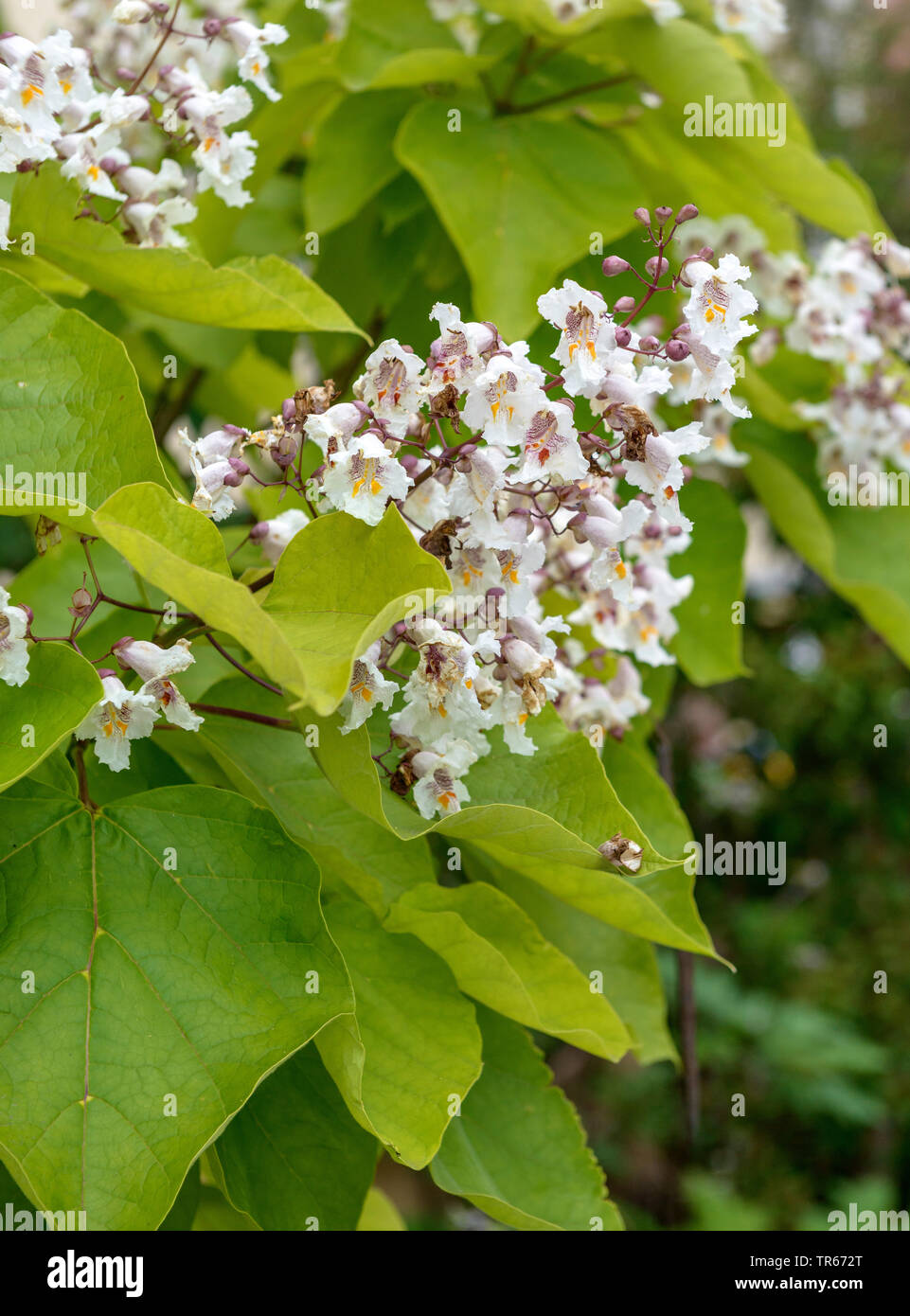 Indian Bean tree (Catalpa bignonioides 'aurea', Catalpa bignonioides Aurea), cultivar Aurea, fioritura Foto Stock