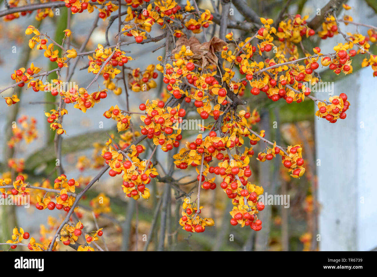 Cinese (agrodolce Celastrus rosthornianus), frutta Foto Stock
