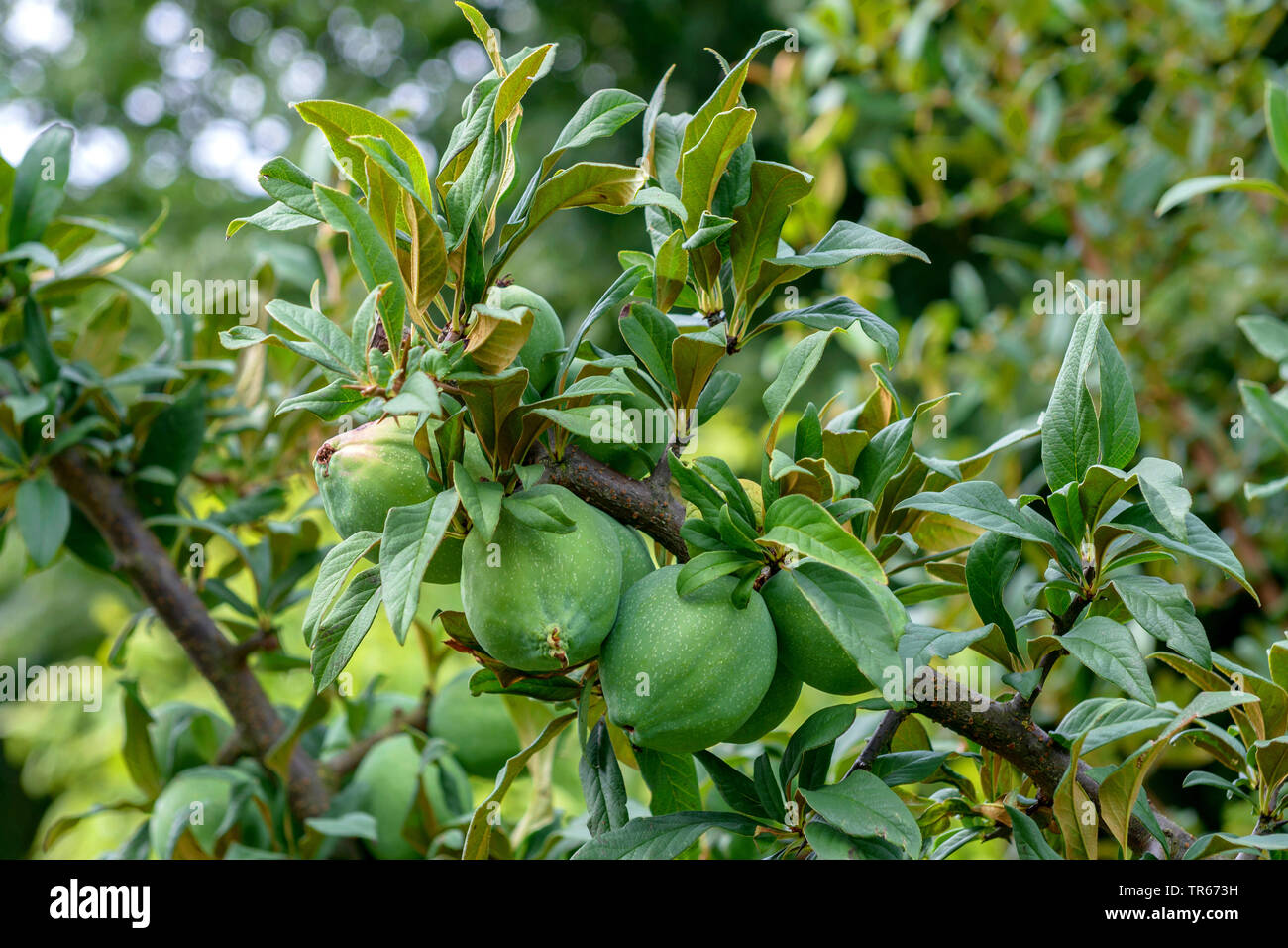 Cinese di mela cotogna, Cathaya fioritura mela cotogna (Chaenomeles cathayensis), il ramo con frutti Foto Stock