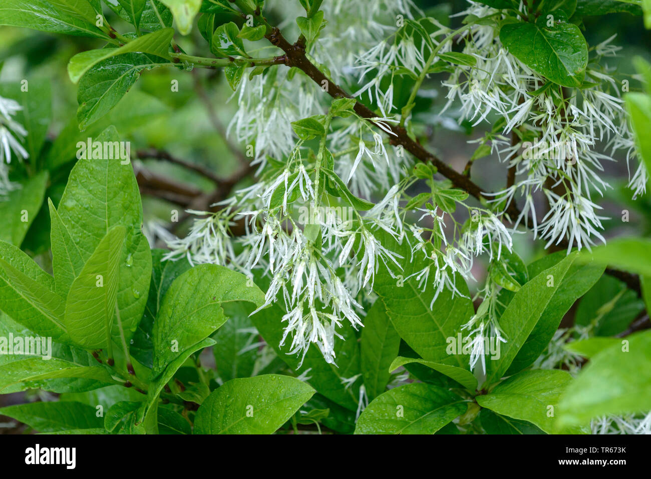 Frangia Amaerican Tree, Bianco (fringetree Chionanthus virginica, Chionanthus virginicus), filiale di fioritura, Germania, Sassonia Foto Stock