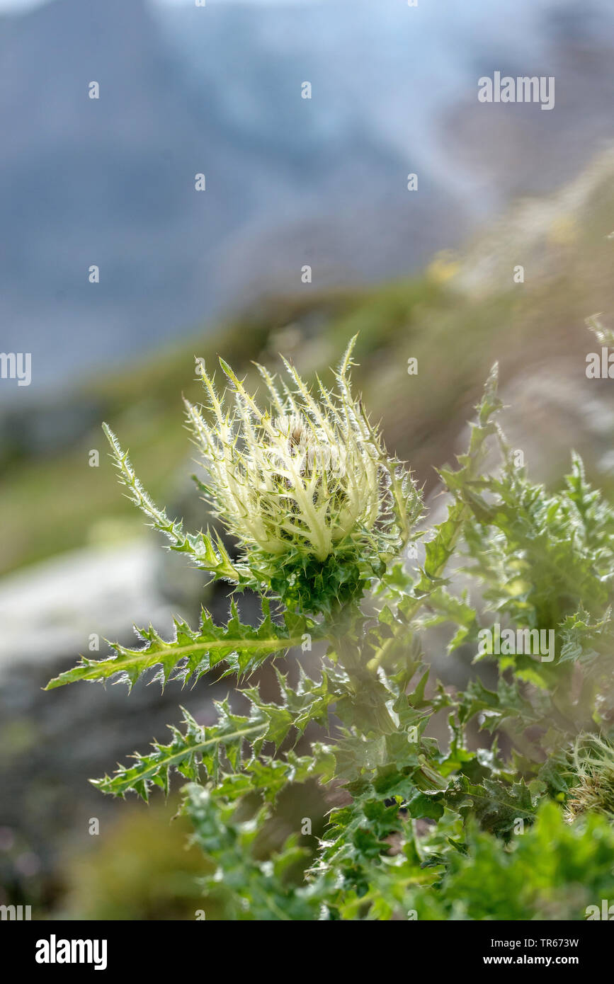 Thistle giallo (Cirsium spinosissimum), fioritura, Austria, Parco Nazionale Hohe Tauern Foto Stock