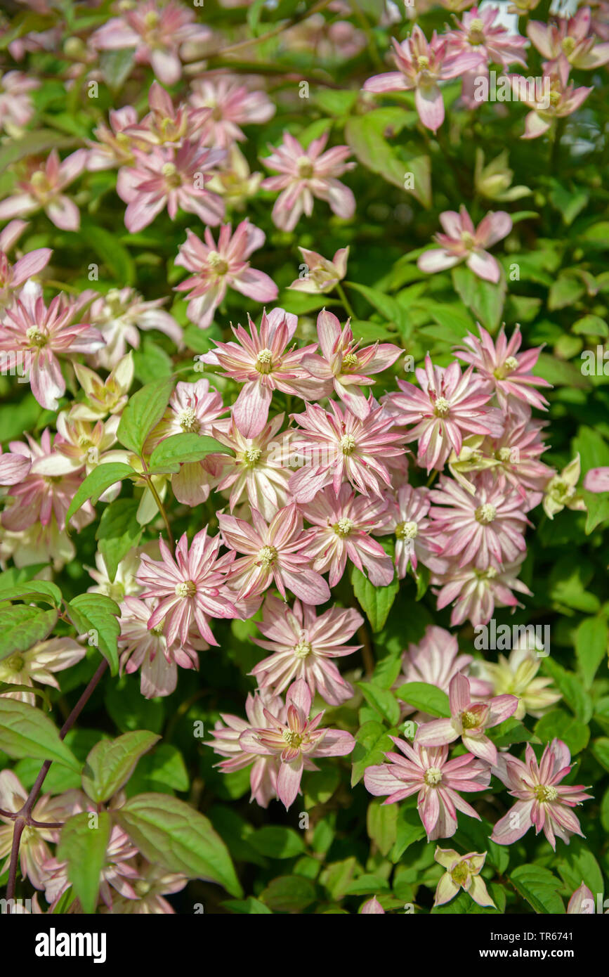Clematis, vergini-bower (Clematis 'Marjorie', Clematis Marjorie), fioritura, cultivar di Marjorie Foto Stock