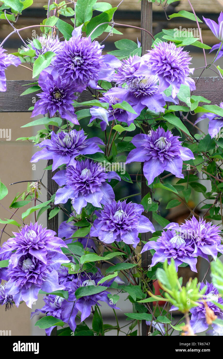 Clematis, vergini-bower (Clematis 'Multi Blue', Clematis Multi blu), fioritura, cultivar Multi Blue Foto Stock