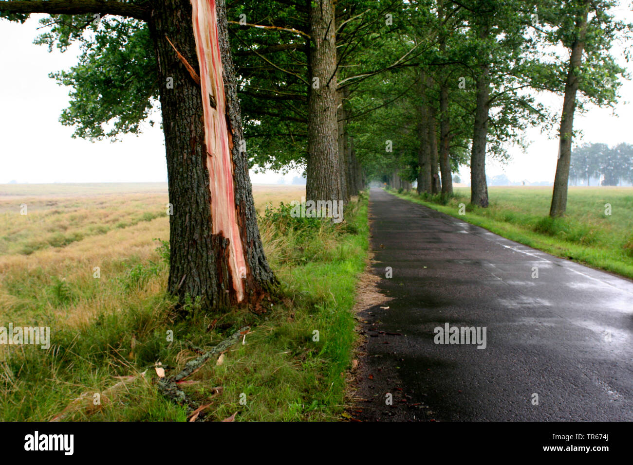 Colpo di fulmine in un viale di alberi, Polonia Foto Stock