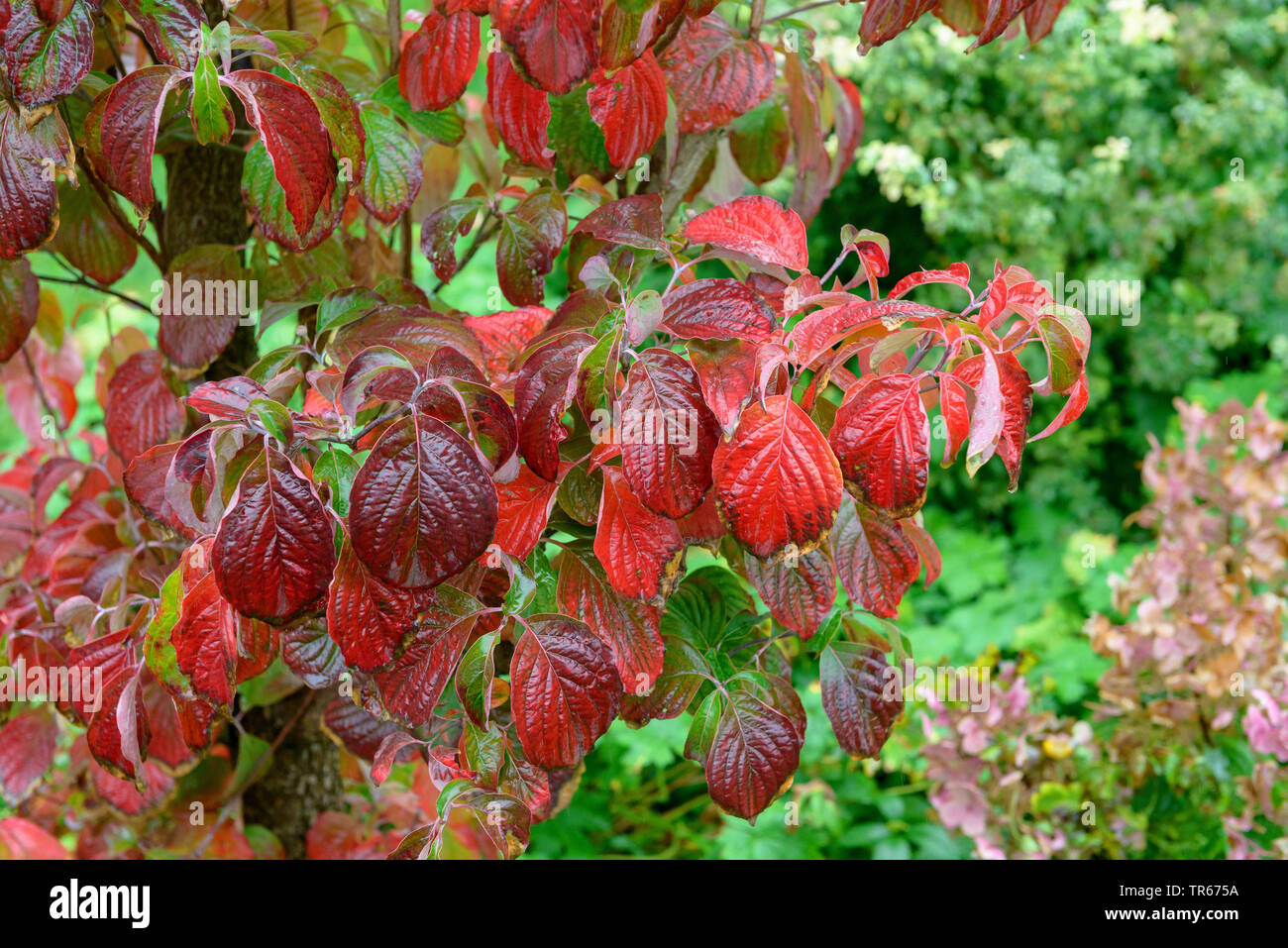 Fioritura sanguinello, American bosso (Cornus florida), foglie di autunno Foto Stock