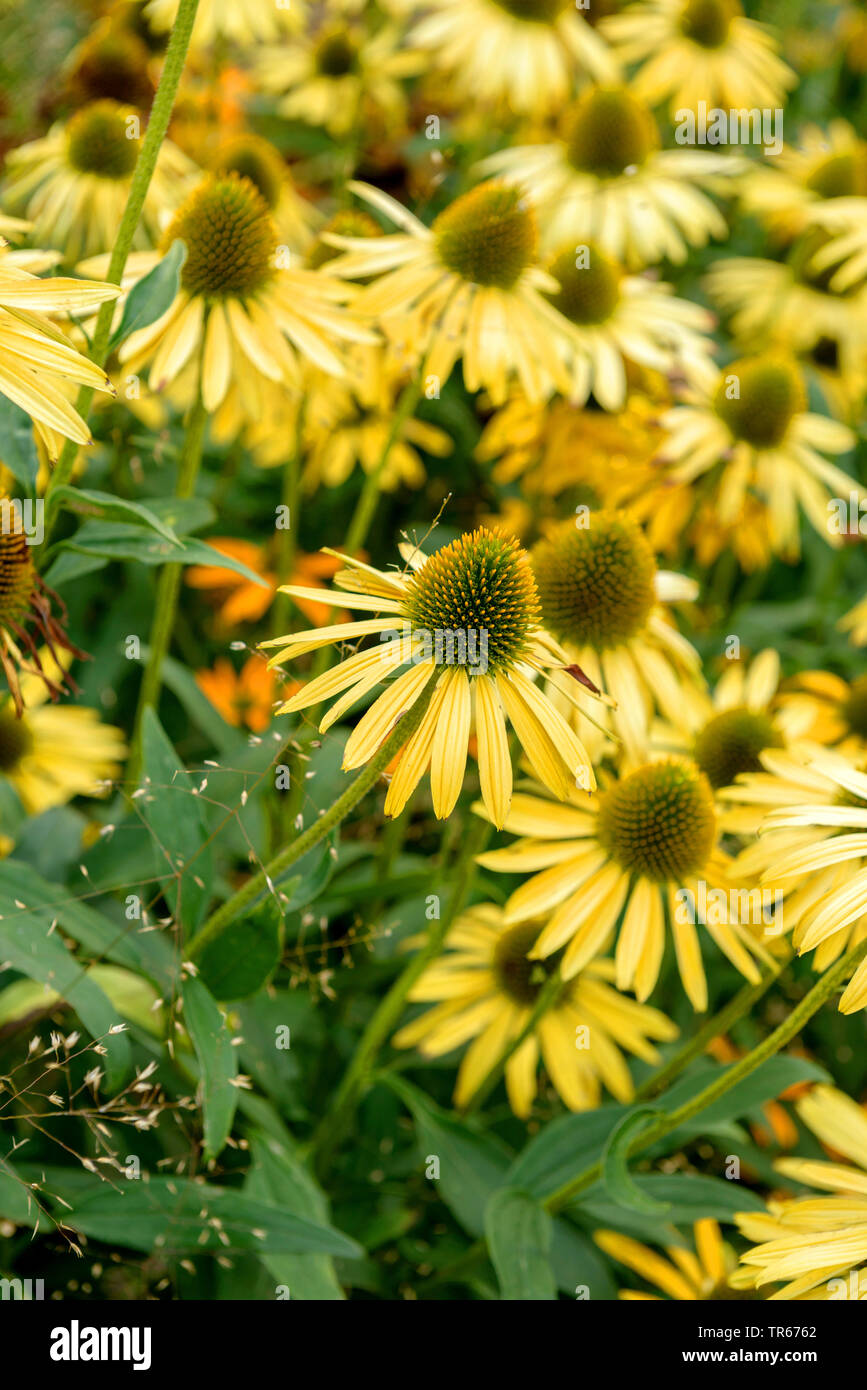 Cono viola fiore viola orientale-coneflower, viola-coneflower (l'Echinacea purpurea " ora " Cheesier, Echinacea purpurea ora Cheesier, Rudbeckia purpurea, Brauneria purpurea), cultivar ora Cheesier, Germania, Thueringen Foto Stock