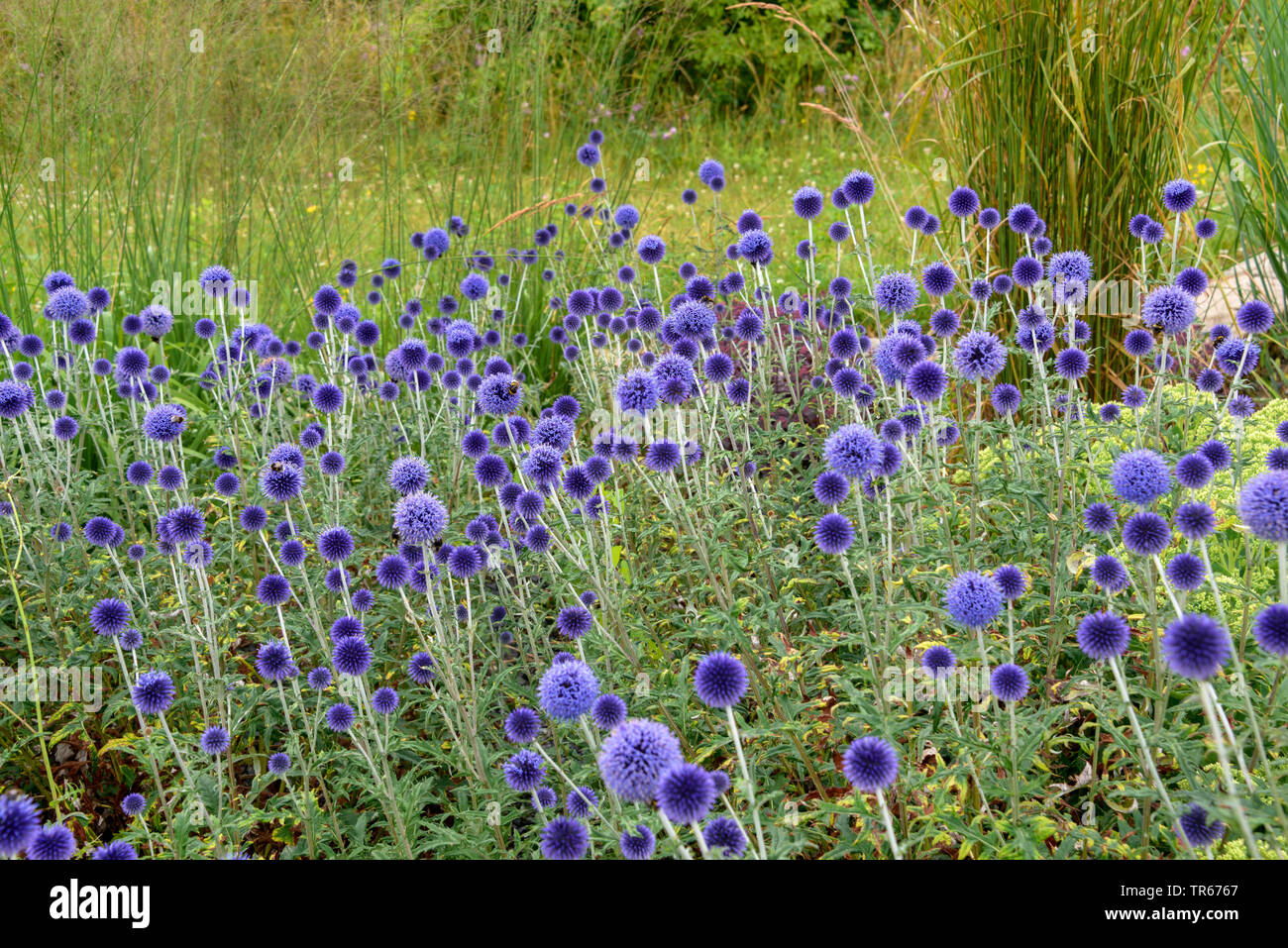 Globethistle meridionale (Echinops ritro 'Veitch Blue', Echinops ritro Veitch del blu), fioritura, cultivar Veitch del blu Foto Stock