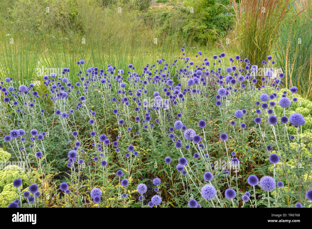 Globethistle meridionale (Echinops ritro 'Veitch Blue', Echinops ritro Veitch del blu), fioritura, cultivar Veitch del blu Foto Stock