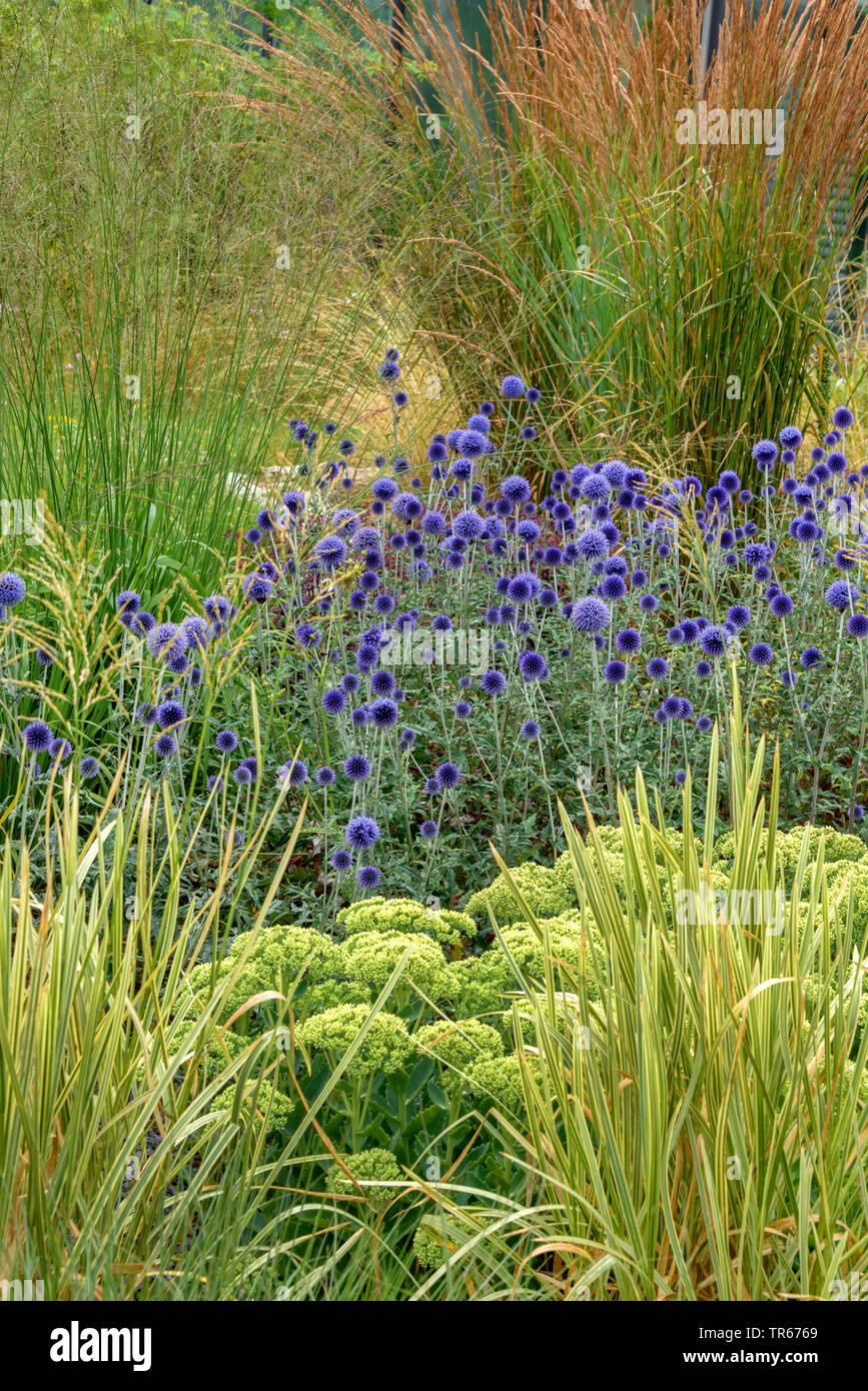 Globethistle meridionale (Echinops ritro 'Veitch Blue', Echinops ritro Veitch del blu), fioritura, cultivar Veitch del blu Foto Stock