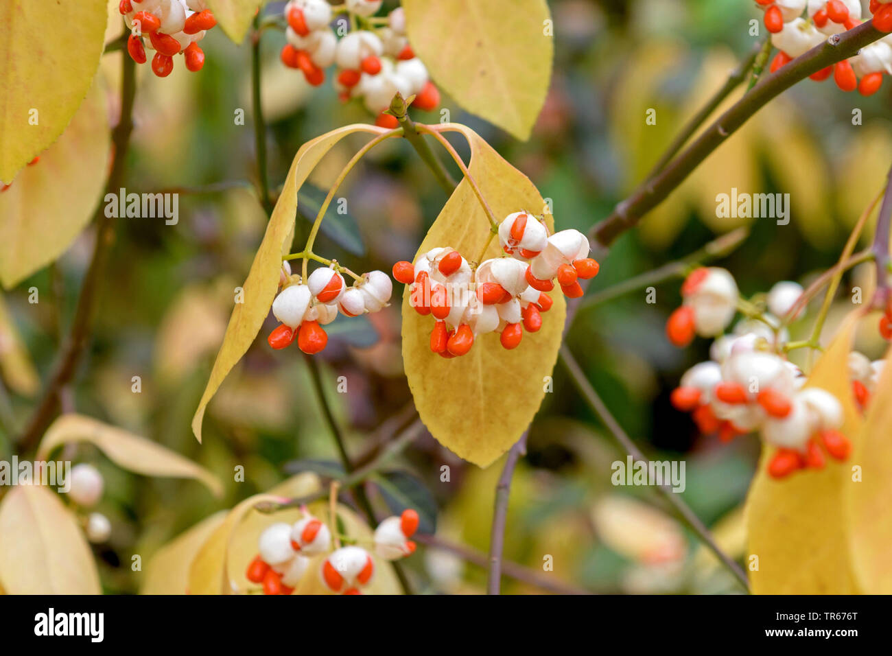 Arrampicata, euonymus euonymus wintercreeper, inverno-superriduttore (Euonymus fortunei 'Vegetus', Euonymus fortunei Vegetus), la fruttificazione, cultivar Vegetus, Germania, Sassonia Foto Stock