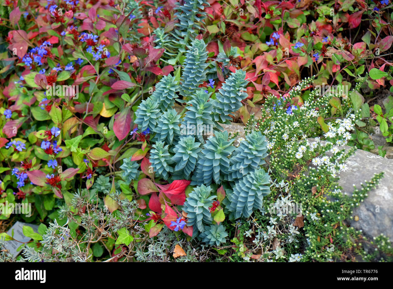 Spunto di euforbia, asino di coda e di mirto (Euforbia Euphorbia myrsinites), in un aiuola con Ceratostigma plumbaginoides, Germania, il Land Brandeburgo Foto Stock