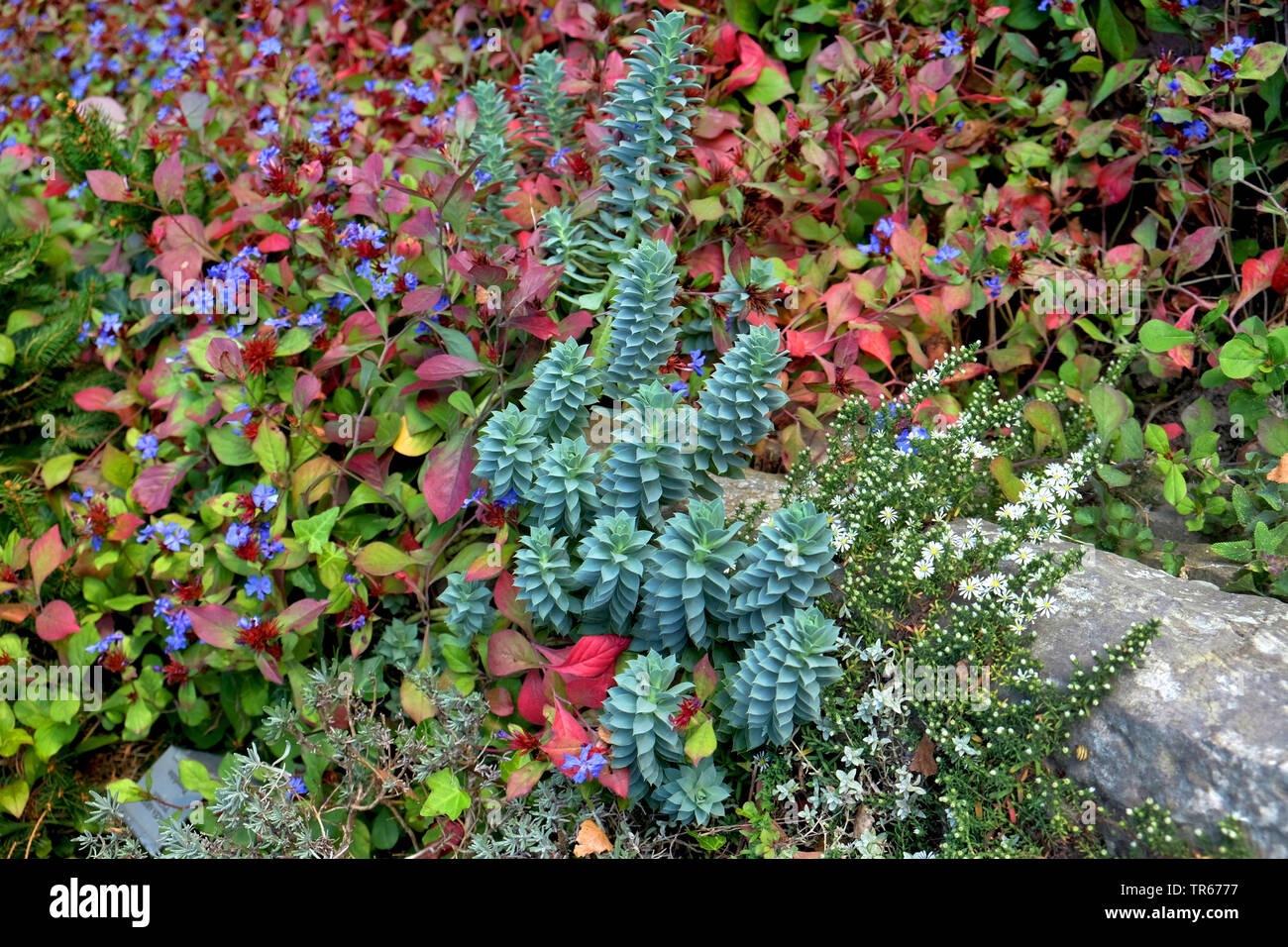 Spunto di euforbia, asino di coda e di mirto (Euforbia Euphorbia myrsinites), in un aiuola con Ceratostigma plumbaginoides Foto Stock