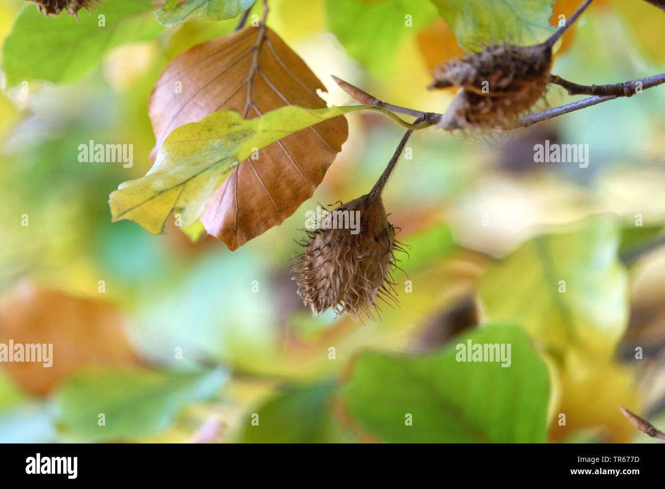 Comune di faggio (Fagus sylvatica), autunno ramo con frutta, Germania, il Land Brandeburgo Foto Stock