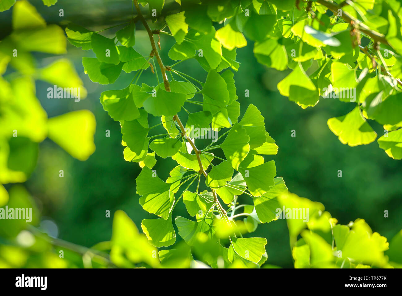 Maidenhair tree, Ginkgo Tree, Gingko Tree, Ginkgo Tree (Ginkgo biloba), Ginkgo foglie al ramo in controluce Foto Stock