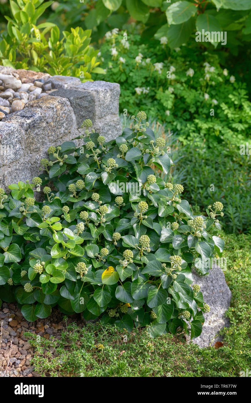 Edera (Hedera hibernica 'Arbori compatto " Hedera hibernica Arbori compatto), cultivar Arbori compatta, Germania, Sassonia Foto Stock