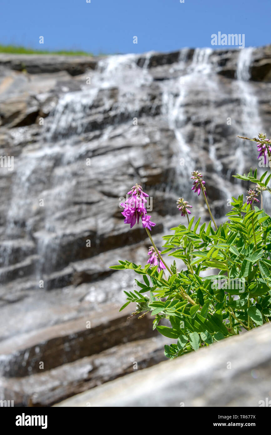Alpine Caprifoglio francese (Hedysarum hedysaroides), fioritura su una parete di roccia, Austria, Parco Nazionale degli Hohe Tauern, Zell am See Foto Stock